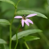 比丘尼の花（新城市）　2018_08_09