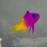 巣穴をほる姿がかわいいイエローヘッドジョーフィッシュのご紹介 豆腐メンタル父ちゃんの育児 海水アクアリウム奮闘記 巣穴をほる姿がかわいいイエローヘッドジョーフィッシュのご紹介 豆腐メンタル父ちゃんの育児 海水アクアリウム奮闘記