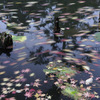 京都新聞写真コンテスト　大原野神社鯉沢の池　　流れる