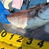 敦賀で60ｃｍの大鯛釣った瞬間！