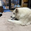 JOYとマシェリの穏やかな日常
