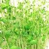 豆苗の再生栽培は何回が限度？4年間実践して水の適量と適温がわかった気がする