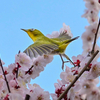 🐥梅林で飛翔するメジロ🌸Lightroomで派手に編集しました😊