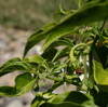  Habanero