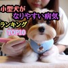 小型犬が、かかりやすい病気TOP10
