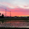 浜ちゃん日記　梅雨時の夕焼けとお月さん