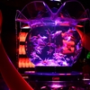 幻想的な空間で金魚の美しさを愉しめる「アートアクアリウム美術館GINZA」