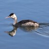 兵庫県東播磨）東加古川ため池（寺田池）。カンムリカイツブリ、コガモ、ハシビロガモ、オナガガモ、オカヨシガモ、キンクロハジロ、ホシハジロ、バン、タシギ、コゲラ、ジョウビタキ（実）、モズ（虫）。