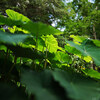 またしても植物園 Ⅱ