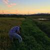 雨上がりと籾擦りと田回りして田んぼの尻水戸をきること