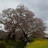 狩宿の桜