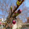 錦町公園の桜のつぼみ