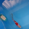 血溜まり出現してやっとフンが出た