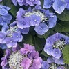 山田池公園ウォーク