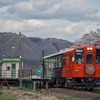 松葉駅の桜と秋田内陸縦貫鉄道の急行列車を撮る！