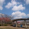 東浦和「井沼方公園の河津桜の公園」満開です。