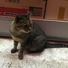 宮崎の猫