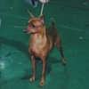 MINIATURE PINSCHER