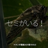 2462食目「セミがいる！」ベランダ農園2024夏その13