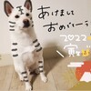 2022年！あけましておめでとうございます🐯