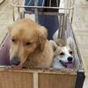 アンディーと麦ちゃんとでカートに相乗り