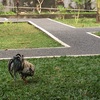 アヤムと私 ５  交流