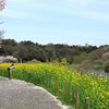 長かった花見のシーズン