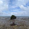 石垣島旅行レポ2022年5月　3泊4日　4日目：パパ屋のシェイクと昼寝中の猫