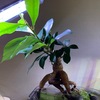 ガジュマル植栽8ヵ月目