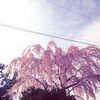 桜をみると、思い出すはなし。