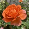 輝くようなオレンジのバラ！ ビブレバカンスが初開花！