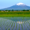 御殿場　田んぼの逆さ富士