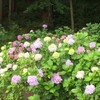 丸山公園へあじさいを見にいく（6月23日）。