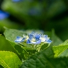 紫陽花を望遠で切り取る｜海を背景にした構図で気づいた「主役の大きさ」問題