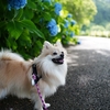 イッヌと一緒に紫陽花撮影