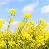 【春分】日本道観総本部　2023年3月21日