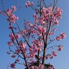 陽光桜満開！