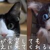 玄関開けたら2秒でにゃんこ♪　別の人や変装しても迎えに来てくれるのか？（動画）