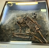 森之宮遺跡【1】マダム・モリコに誘われて地下の縄文世界へ【展示室、春の一般公開】