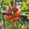 ミニトマト cf小鈴　最近の様子