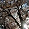 高尾山 紅葉 ２０２１年 見ごろは？