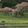 奈良県宇陀市「又兵衛桜」本郷の瀧桜2017