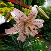 可愛いシャンデリアリリー★ノウゼンカズラ★夏花壇の花