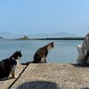 隣県東部離島のねこさん