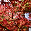 釈迦山 百濟寺の紅葉　その４