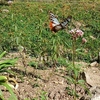 今年も里山にアサギマダラ蝶がやって来た。