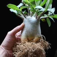 アデニウムの植え替え後の反応 植物日誌