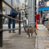 近隣繁華街のねこさん