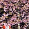 桜の開花宣言が出たのに雪が降り出した東京