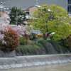 古都桜満開その６